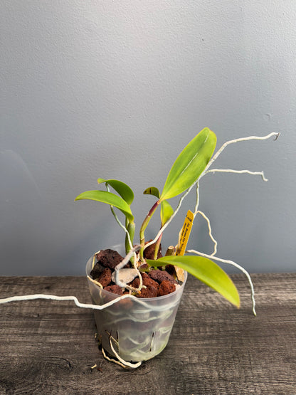 Potinara Burana Fire ‘Momilani’ NBS