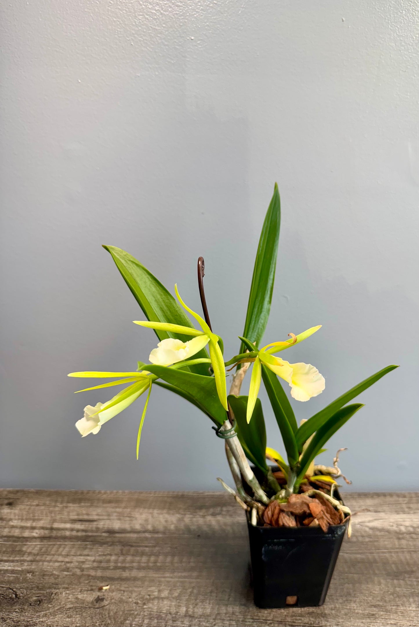 Procatavola Key Lime Stars IN SHEATH/BLOOM