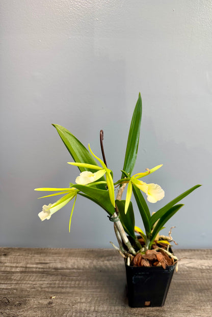 Procatavola Key Lime Stars IN SHEATH/BLOOM