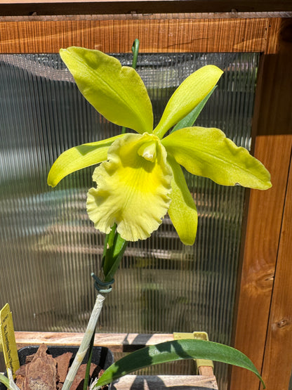 Blc Everything Nice ‘Showtime’ Seedling