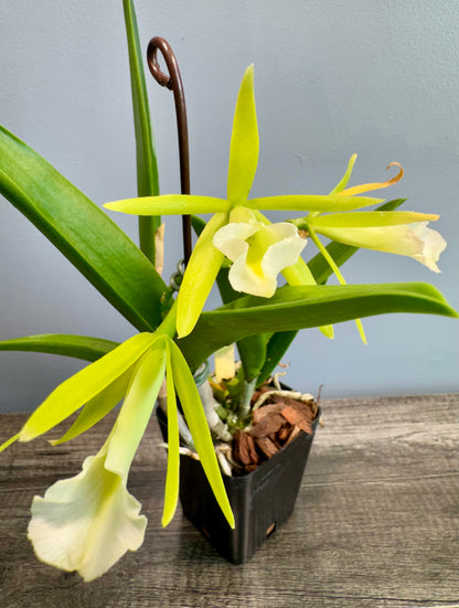 Procatavola Key Lime Stars IN SHEATH/BLOOM