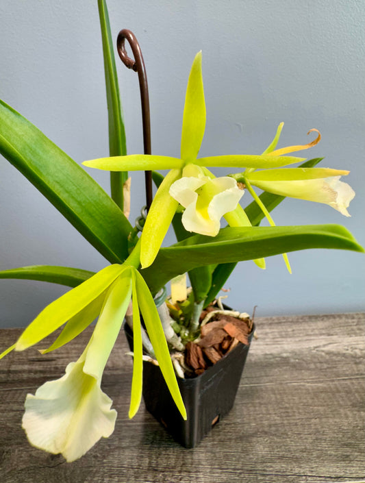 Procatavola Key Lime Stars IN SHEATH/BLOOM