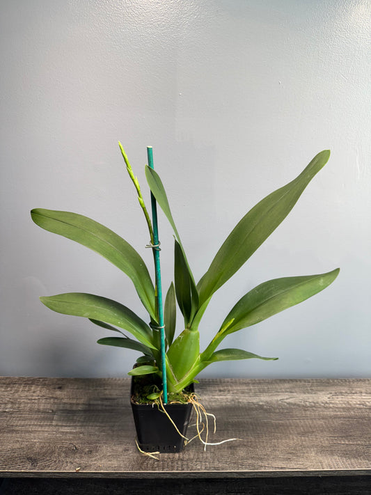 Colmanara Pacific Twilight DOUBLE SPIKES