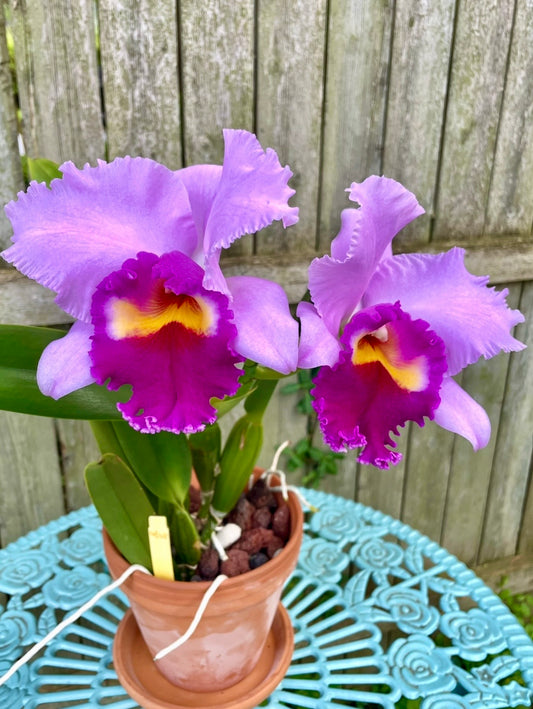 Cattleya Irene Finney ‘Spring Bounty’ In SHEATH FRAGRANT