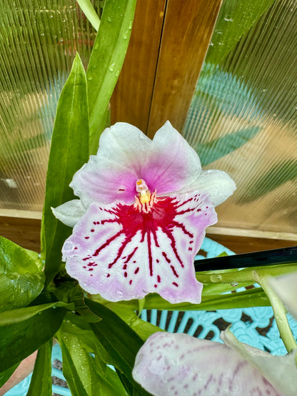 Miltoniopsis Maui Mist IN BUD/BLOOM
