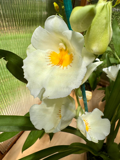 Miltoniopsis Snow Charm ‘Mauna Kea’ BS
