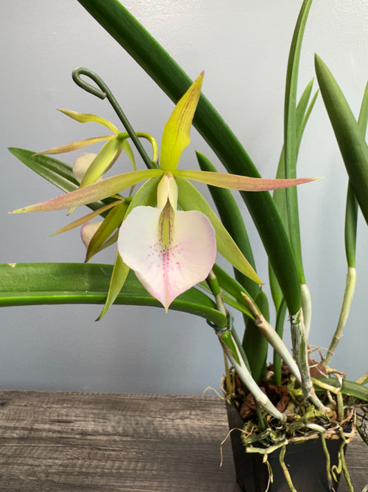 Brassocattleya Moi -IN BLOOM