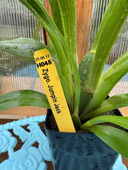 Zygopetalum Jumpin Jack IN BUD/BLOOM