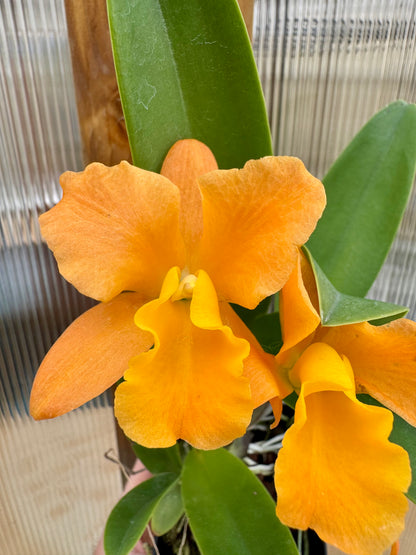 Blc. Nuggett Digger BS FRAGRANT