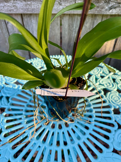 Oncidium Dorothy Wisnom ‘Golden Gate’ IN SPIKE/BUD