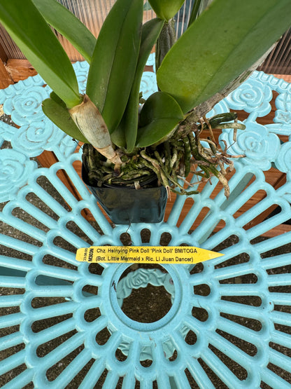Potinara Hsinying Pink Doll ‘Pink Doll’ BS
