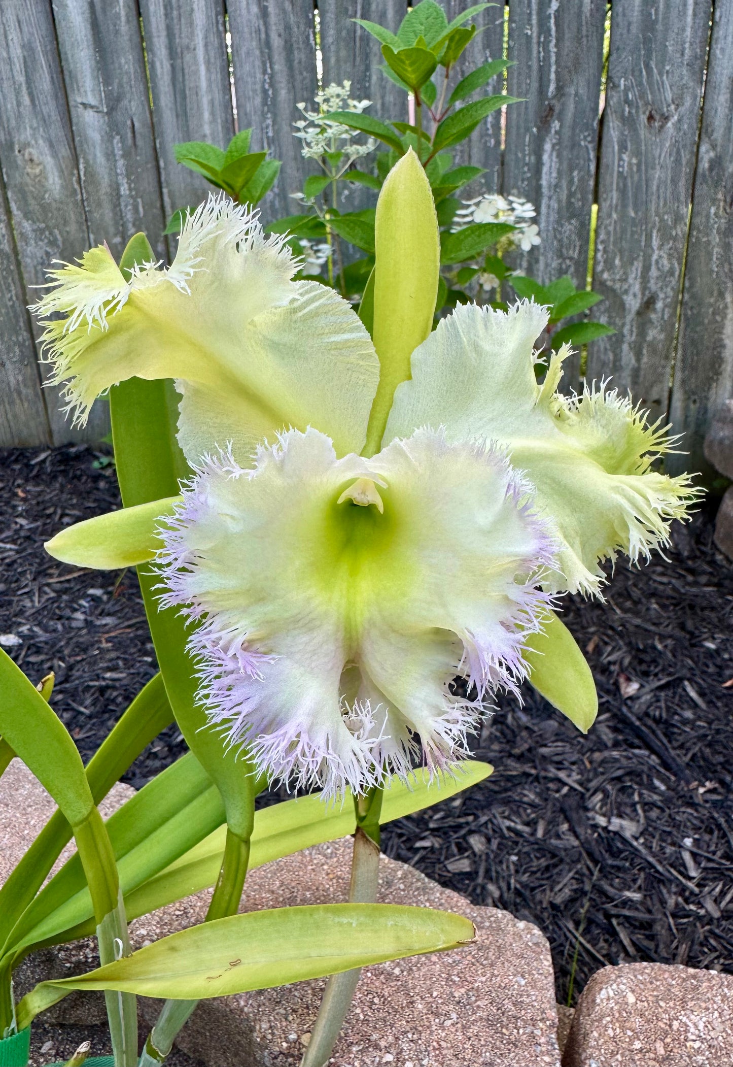 Blc. Golf Green ‘Jade Lace’ BS BR Division