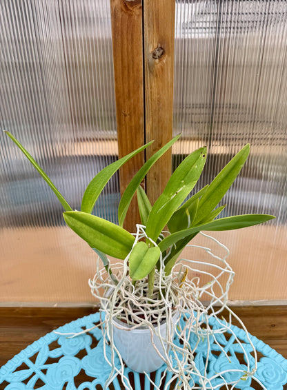 Bct. Taiwan Mermaid ‘STK’ BAREROOT XL Plant