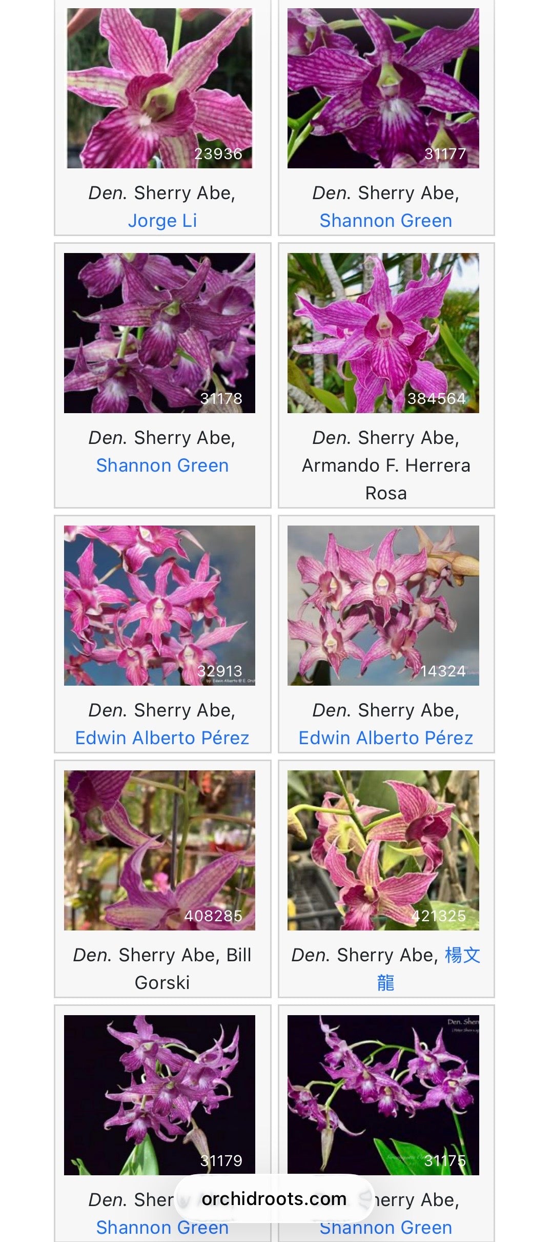 Dendrobium Sherry Abe BS