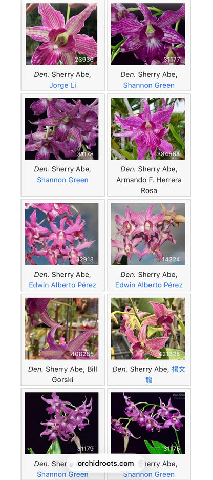 Dendrobium Sherry Abe BS