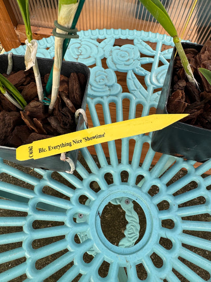 Blc Everything Nice ‘Showtime’ Seedling