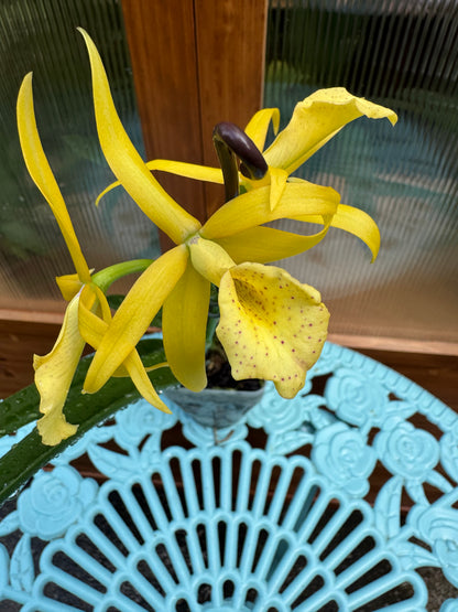 Brassocattleya Yellow Bird BS