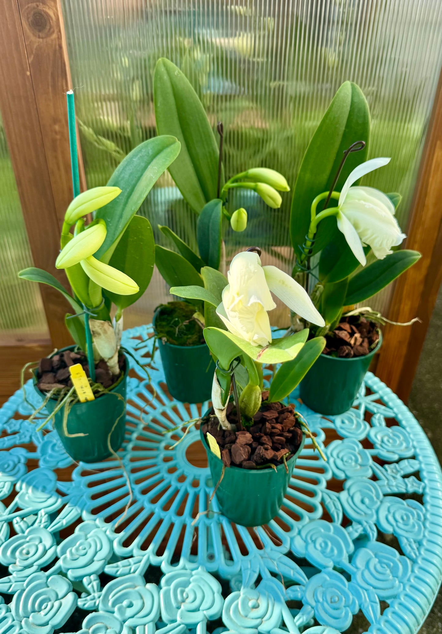 Cattleya White Reception ‘NN’ IN SHEATH/BUD