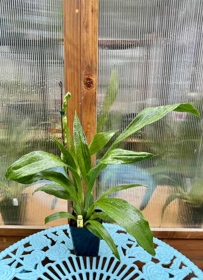 Zygopetalum Jumpin Jack IN BUD/BLOOM