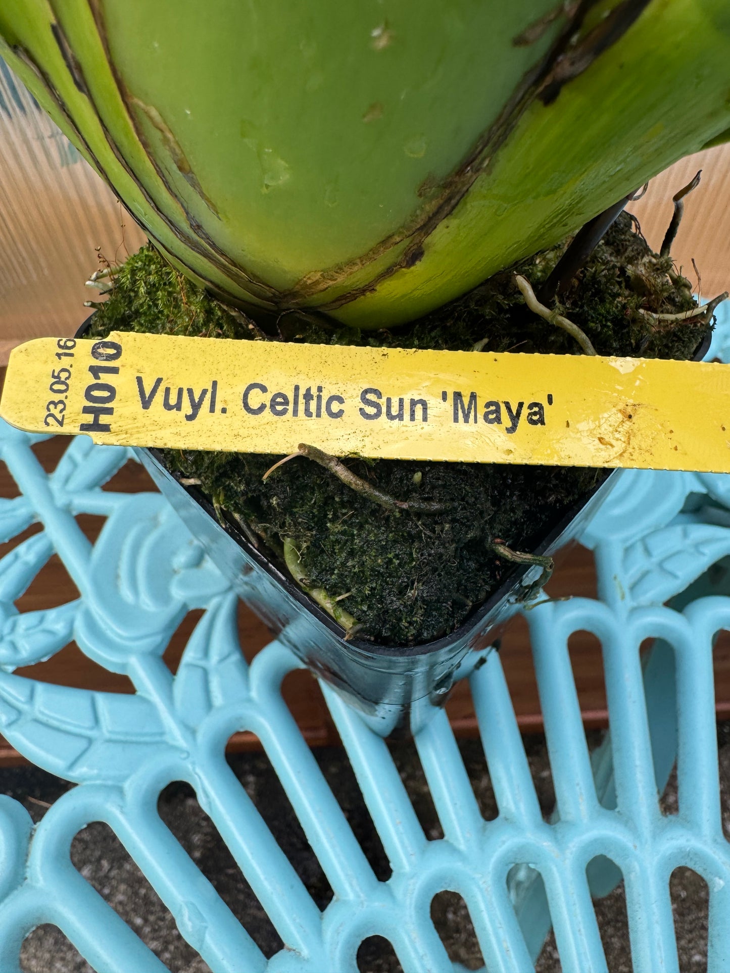 Vuylstekeara Celtic Sun ‘Maya’ BS
