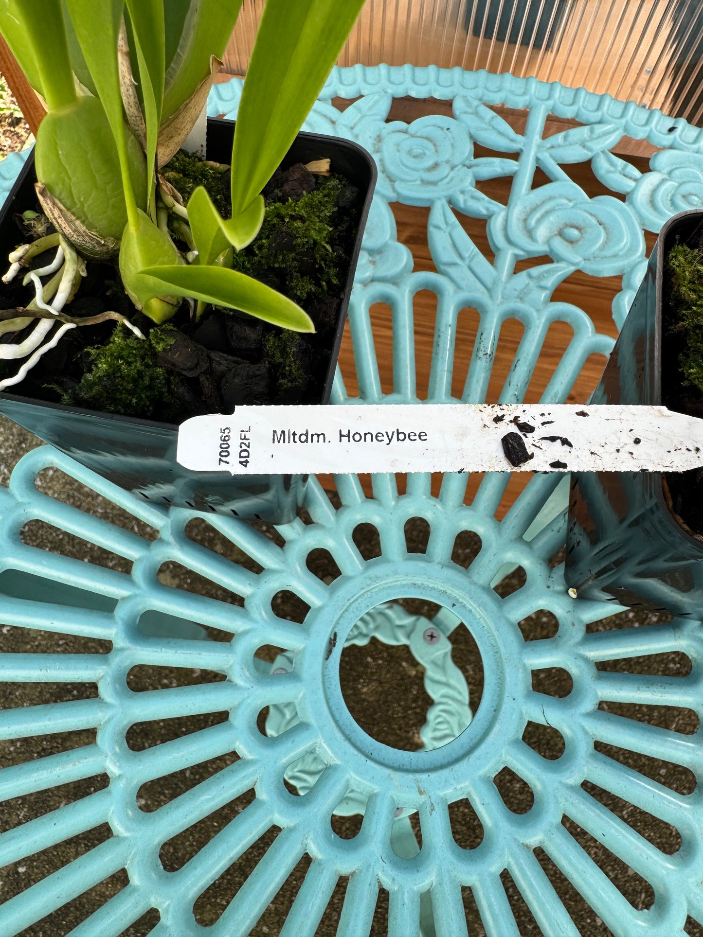 Miltonidium Honeybee BS