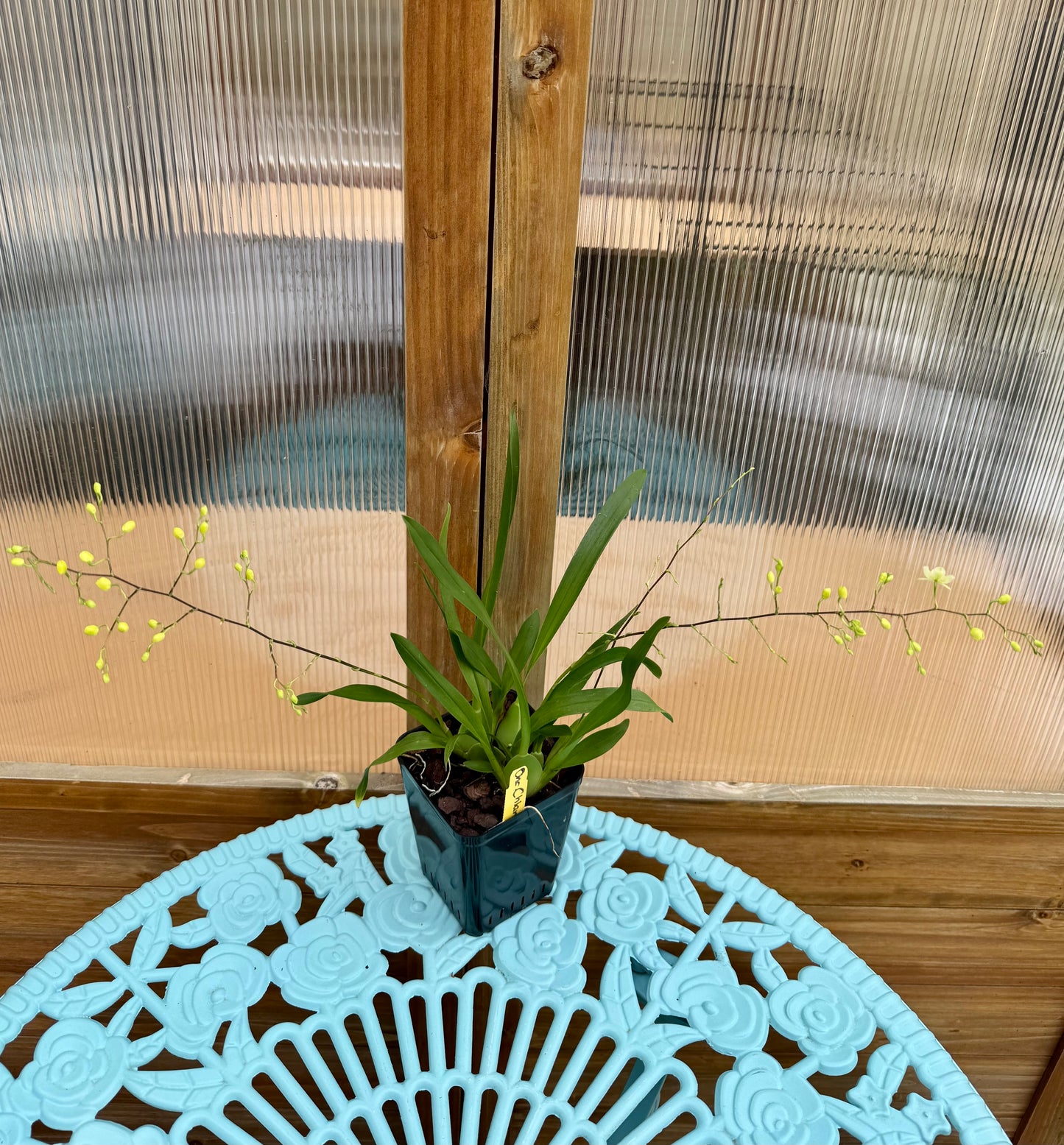 Oncidium Chian-Tzy Chiou-Ping IN BUD/BLOOM FRAGRANT