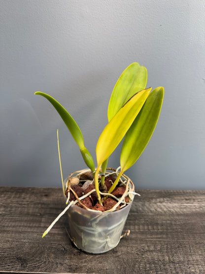 Potinara Hawaiian Thrill ‘Paradise’ NBS