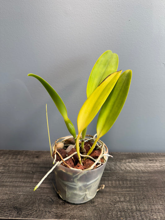 Potinara Hawaiian Thrill ‘Paradise’ NBS