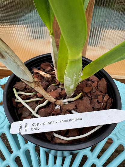 Laelia purpurata v. schusteriana BS FRAGRANT
