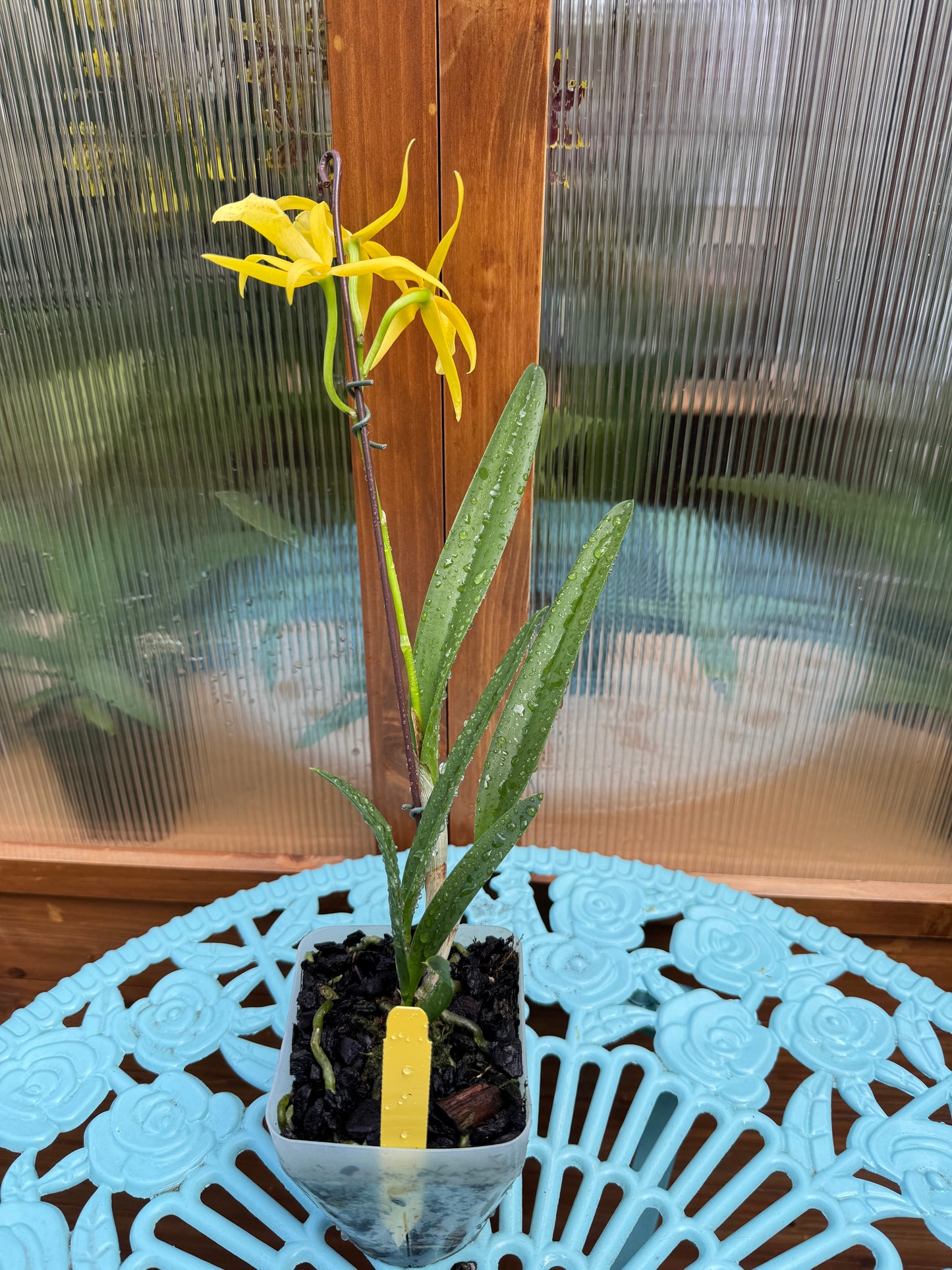 Brassocattleya Yellow Bird BS