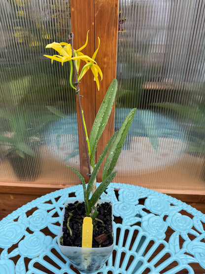 Brassocattleya Yellow Bird BS
