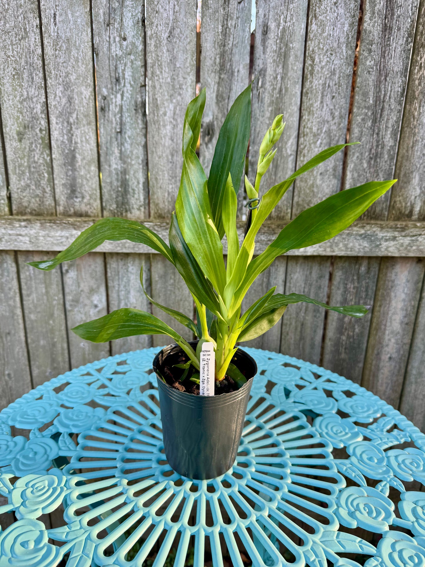 Zygoneria Adelaide Meadows IN BLOOM