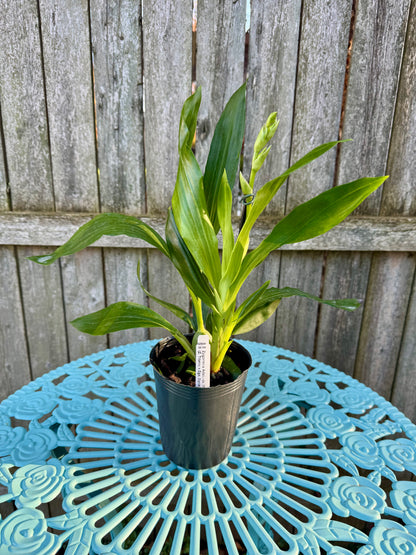 Zygoneria Adelaide Meadows IN BLOOM