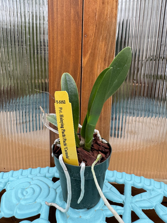 Potinara Hsinying Pachi Pachi ‘Carmela’ Seedling