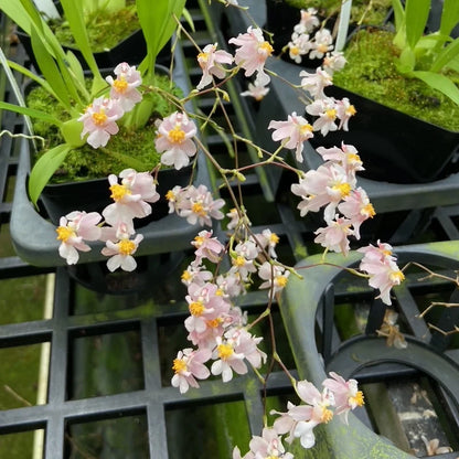 Oncidium Misaki Twinkle Oby MULTI SPIKES
