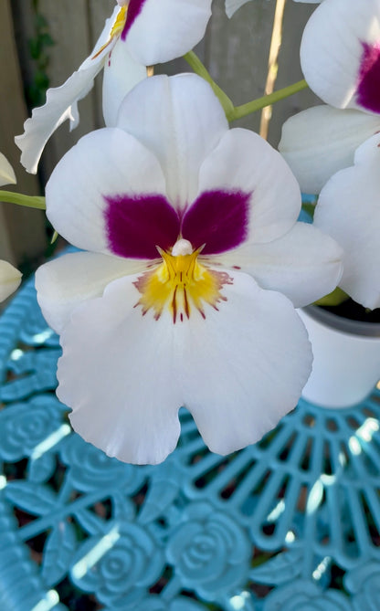 Miltoniopsis Herr Alexandre IN SPIKE/BUD