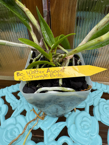 Bc Walter August x C Jungle Eyes IN BUD/BLOOM