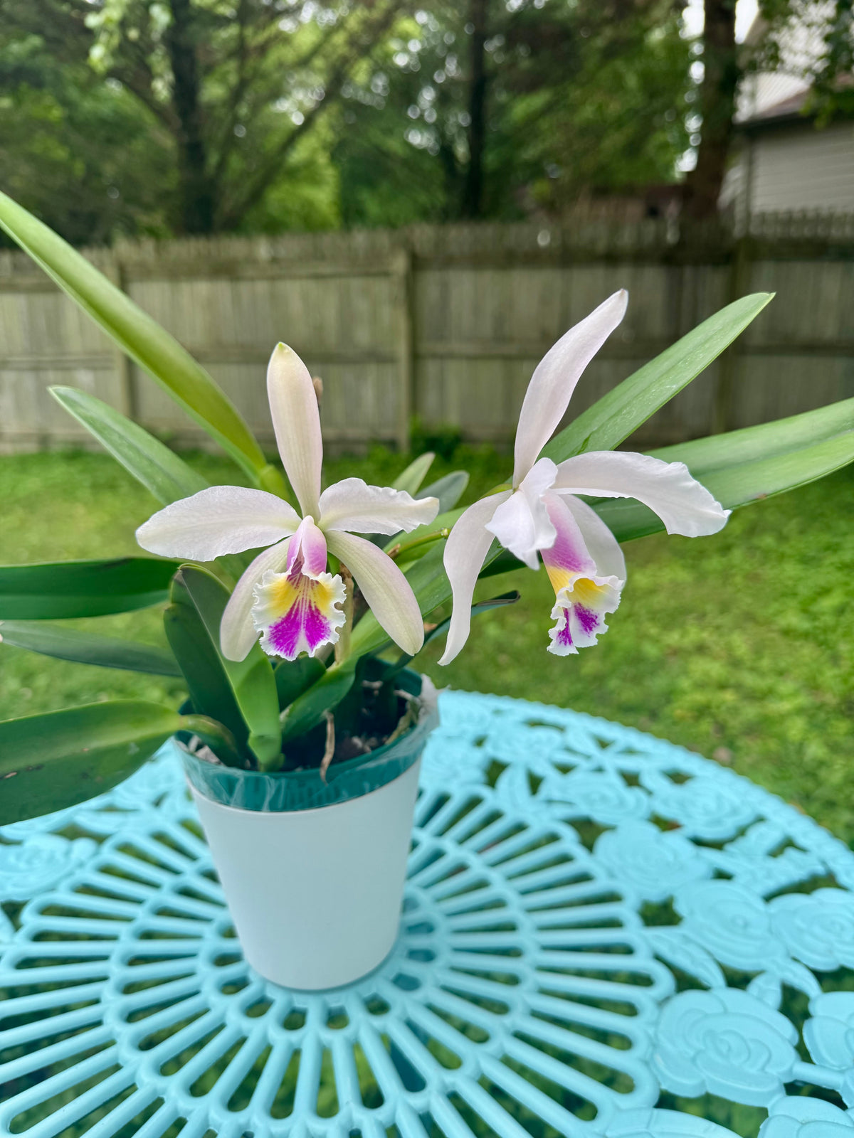 Cattleya Luciana C BS BR