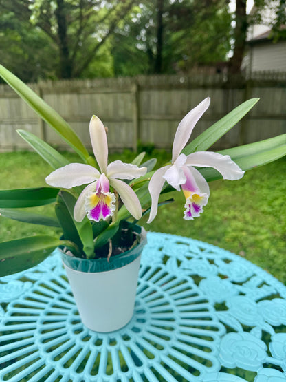 Cattleya Luciana C BS BR