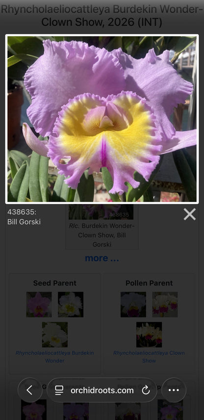 Rlc. Burkedin Wonder-Clown Show NBS