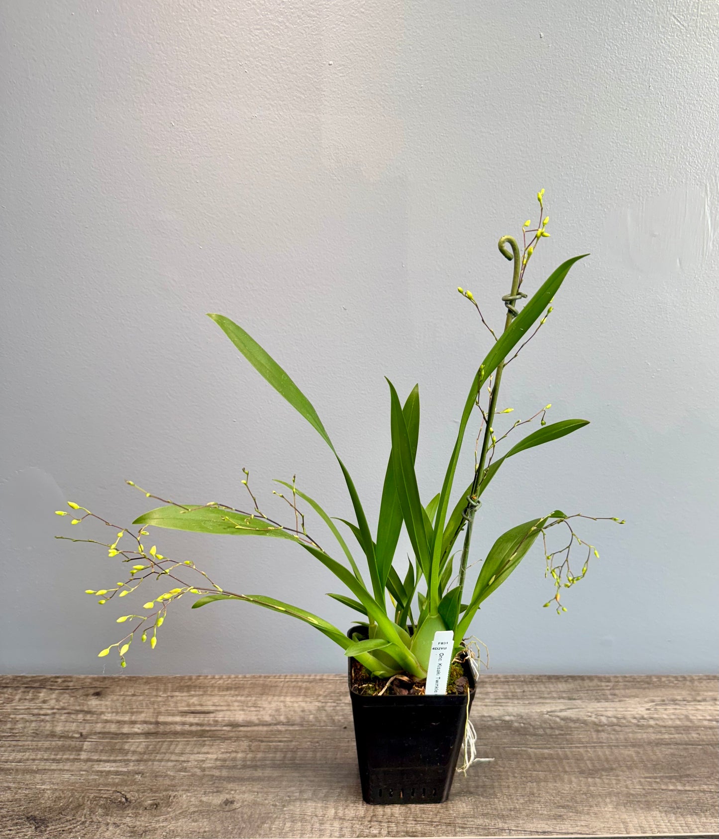 Oncidium Misaki Twinkle Oby MULTI SPIKES