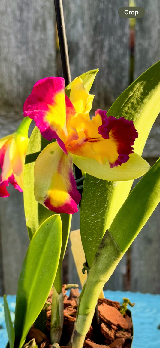 Potinara Shin Shiang Diamond ‘Tai Young #1’ IN BUD