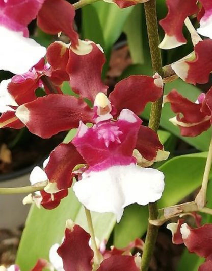 Oncidium Aka Baby ‘Raspberry Chocolate’ BS