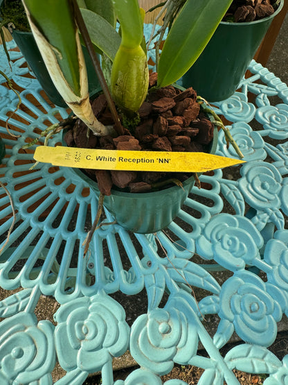 Cattleya White Reception ‘NN’ IN SHEATH/BUD