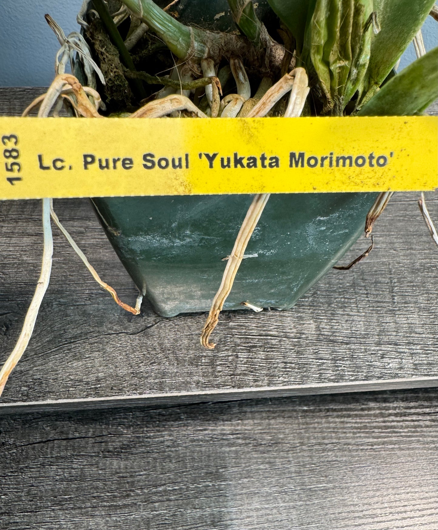 Lc. Pure Soul BS FRAGRANT