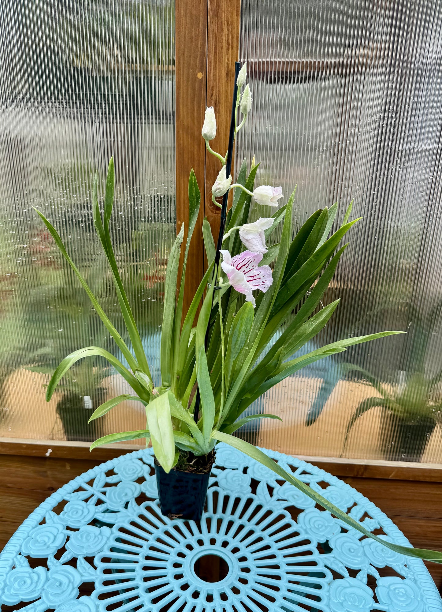 Miltoniopsis Maui Mist IN BUD/BLOOM