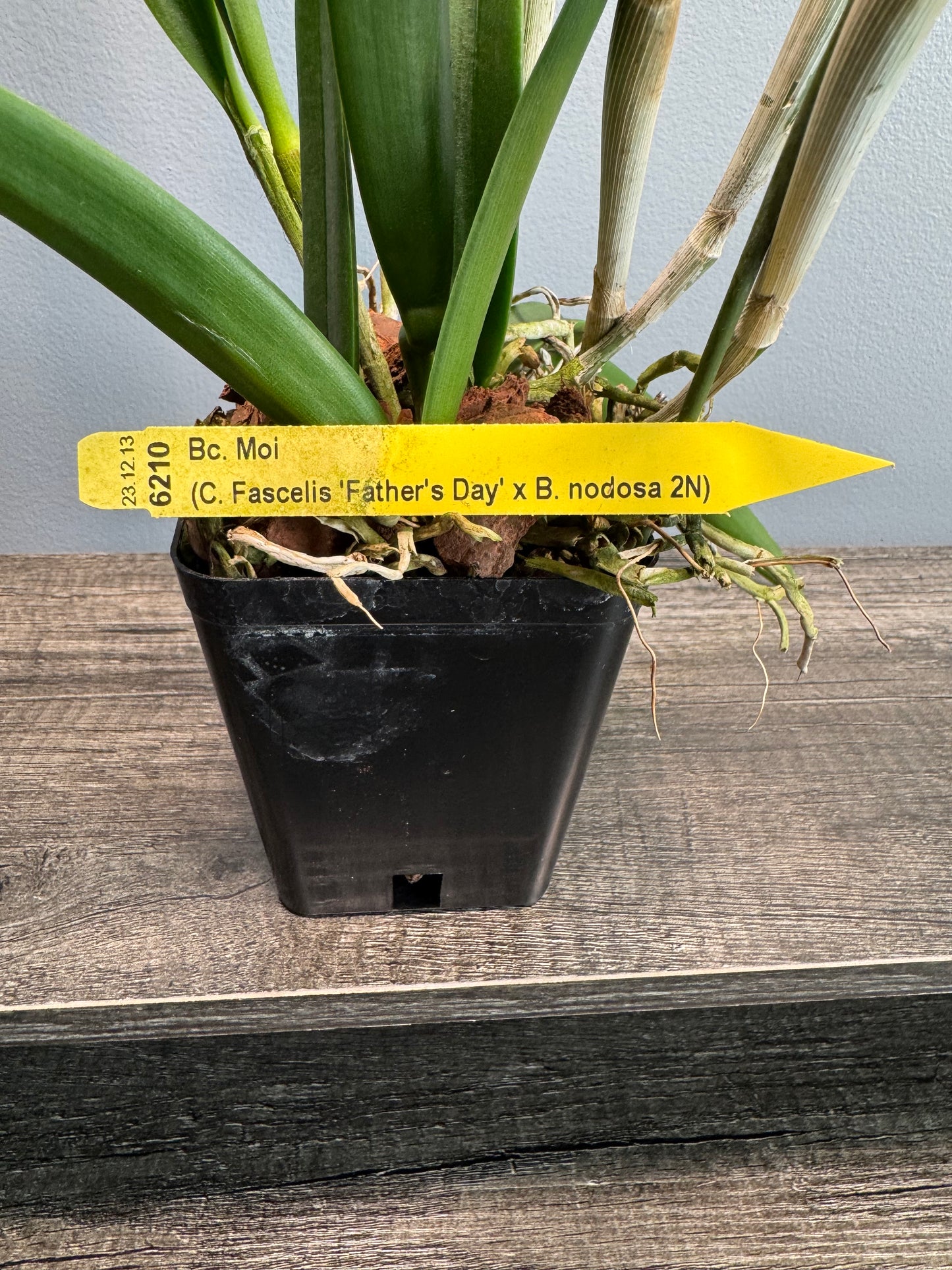 Brassocattleya Moi -IN BLOOM