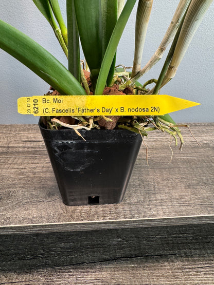 Brassocattleya Moi -IN BLOOM