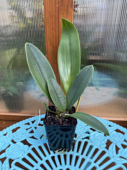 Psychopsis Mariposa ‘Green Valley’ SPIKING