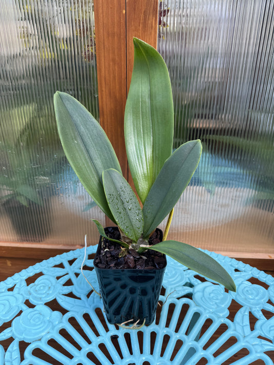 Psychopsis Mariposa ‘Green Valley’ SPIKING